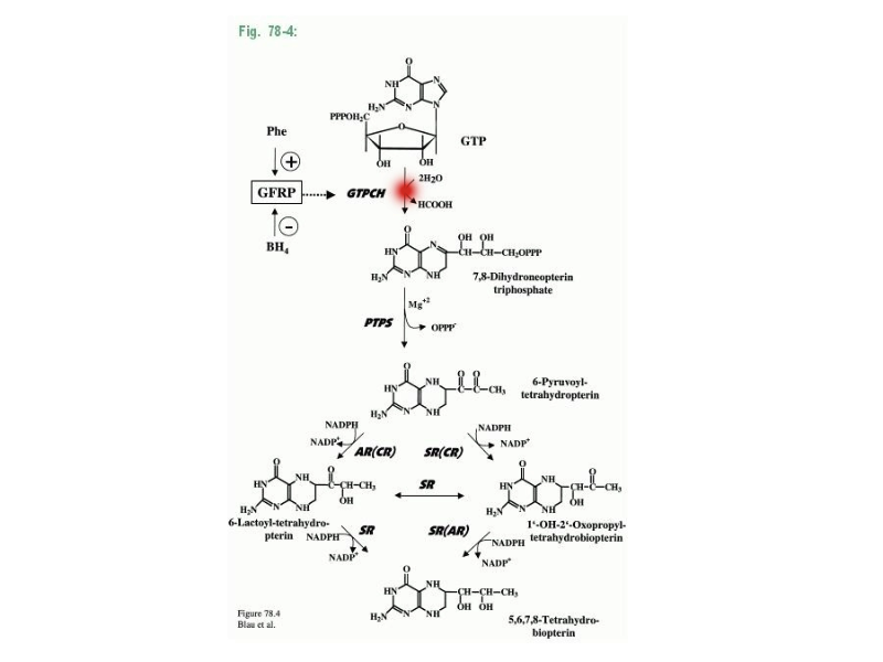 GTPCH1 Deficiency (Biopterin Deficiency)